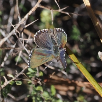 Paralucia crosbyi (Violet Copper Butterfly) at Rendezvous Creek, ACT - 26 Jul 2024 by RAllen