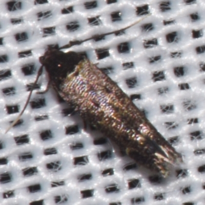 Scythrididae (family) (Tropical Longhorned Moth) at Sheldon, QLD - 9 Mar 2024 by PJH123