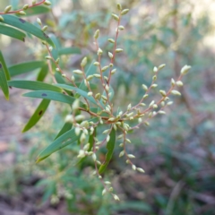 Leucopogon affinis (Lance Beard-heath) at Wingello, NSW - 21 Jul 2024 by RobG1