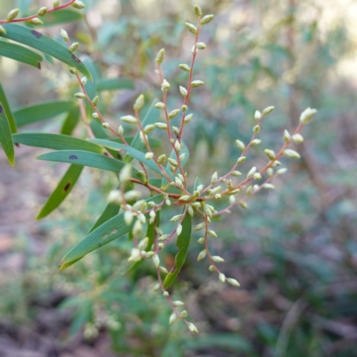 Leucopogon affinis (Lance Beard-heath) at Wingello, NSW - 21 Jul 2024 by RobG1