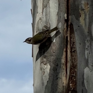 Melithreptus brevirostris at Murrumbateman, NSW - 27 Jul 2024 11:52 AM