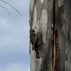 Melithreptus brevirostris at Murrumbateman, NSW - 27 Jul 2024 11:52 AM