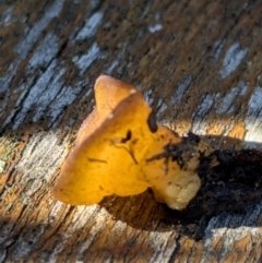 zz – ascomycetes - apothecial (Cup fungus) at Page, ACT - 27 Jul 2024 by CattleDog