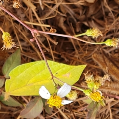 Bidens pilosa (Cobbler's Pegs, Farmer's Friend) at Somerset, QLD - 27 Jul 2024 by Mike