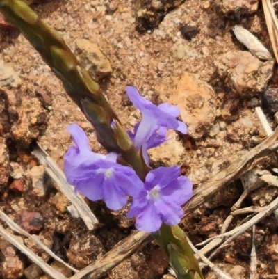 Stachytarpheta jamiacensis (light-blue snakeweed, Jamaican snakeweed) at Horn, QLD - 27 Jul 2024 by Mike