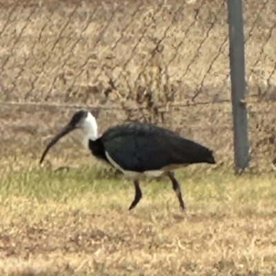 Threskiornis spinicollis (Straw-necked Ibis) at Innot Hot Springs, QLD - 27 Jul 2024 by lbradley