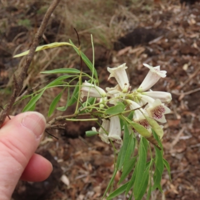 Pandorea pandorana (Wonga Wonga Vine) at Mount Surprise, QLD - 27 Jul 2024 by lbradley