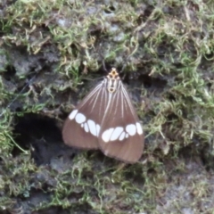 Nyctemera baulus (Asian Magpie Moth) at Mount Surprise, QLD - 27 Jul 2024 by lbradley