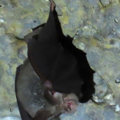 Miniopterus australis (Little Bentwing-bat) at Mount Surprise, QLD - 27 Jul 2024 by lbradley