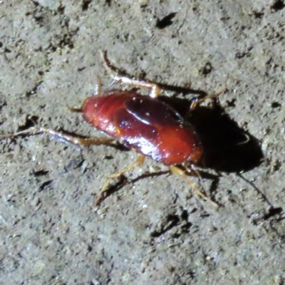 Unidentified Cockroach (Blattodea, several families) at Mount Surprise, QLD - 27 Jul 2024 by lbradley