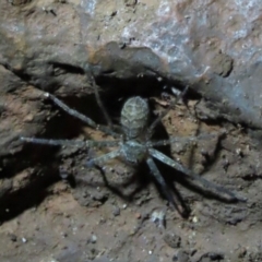 Heteropoda sp. (genus) (Huntsman spider) at Mount Surprise, QLD - 27 Jul 2024 by lbradley