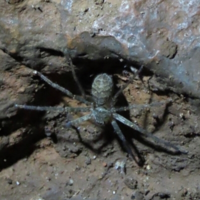 Heteropoda sp. (genus) (Huntsman spider) at Mount Surprise, QLD - 27 Jul 2024 by lbradley