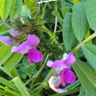 Vicia sativa (Common Vetch) at Narellan, NSW - 26 Jul 2024 by Hejor1