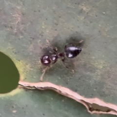 Formicidae (family) at Kurrajong, NSW - 26 Jul 2024 by Hejor1