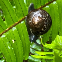 Cornu aspersum (Common Garden Snail) at Kurrajong, NSW - 27 Jul 2024 by Hejor1