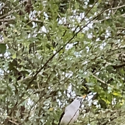 Manorina melanocephala (Noisy Miner) at Kurrajong, NSW - 27 Jul 2024 by Hejor1