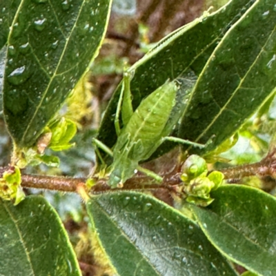 Caedicia simplex at Kurrajong, NSW - 26 Jul 2024 by Hejor1