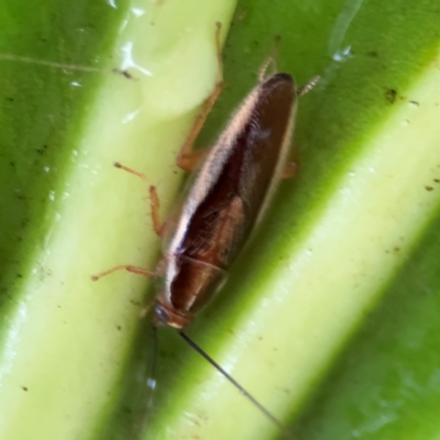 Balta bicolor (A balta cockroach) at Kurrajong, NSW - 26 Jul 2024 by Hejor1