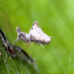 Philoponella congregabilis (Social house spider) at Kurrajong, NSW - 27 Jul 2024 by Hejor1