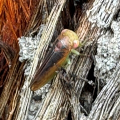 Cicadellidae (family) at Grose Vale, NSW - 27 Jul 2024 by Hejor1