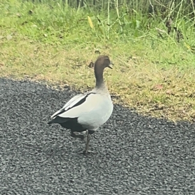 Chenonetta jubata (Australian Wood Duck) at Grose Vale, NSW - 27 Jul 2024 by Hejor1