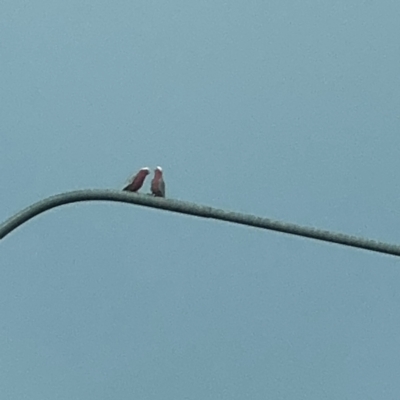 Eolophus roseicapilla (Galah) at Marsden Park, NSW - 27 Jul 2024 by Hejor1