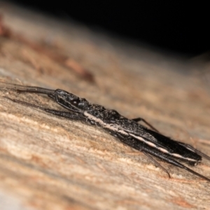 Piestolestes obscurus at Bruce, ACT - 26 Jul 2024