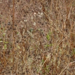 Bidens sp. (Cobbler's Pegs, Farmer's Friend) at Mount Surprise, QLD - 27 Jul 2024 by lbradley