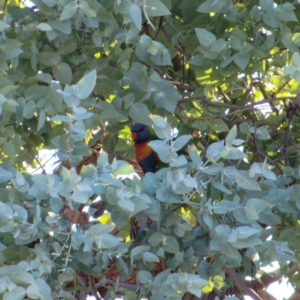 Trichoglossus moluccanus at Downer, ACT - 27 Jul 2024