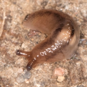 Ambigolimax sp. (valentius and waterstoni) at Bruce, ACT - 26 Jul 2024