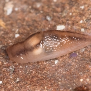 Ambigolimax sp. (valentius and waterstoni) at Bruce, ACT - 26 Jul 2024