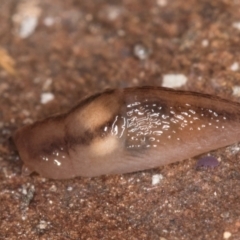 Ambigolimax sp. (valentius and waterstoni) at Bruce, ACT - 26 Jul 2024