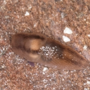 Ambigolimax sp. (valentius and waterstoni) at Bruce, ACT - 26 Jul 2024