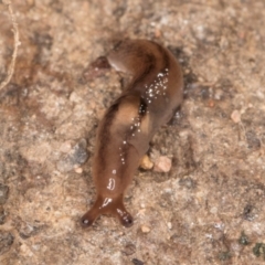 Ambigolimax sp. (valentius and waterstoni) at Bruce, ACT - 26 Jul 2024