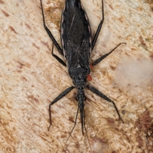 Piestolestes obscurus at Bruce, ACT - 26 Jul 2024