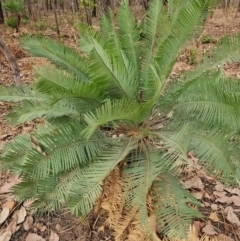 Unverified Fern or Clubmoss at Marrakai, NT - 27 Jul 2024 by AliClaw