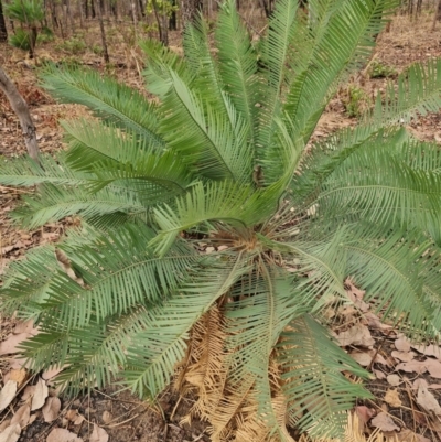 Unverified Fern or Clubmoss at Marrakai, NT - 27 Jul 2024 by AliClaw