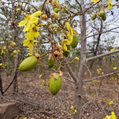 Cochlospermum fraseri (Yellow Kapok) at Marrakai, NT - 27 Jul 2024 by AliClaw