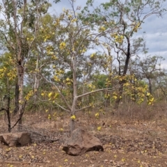 Cochlospermum fraseri (Yellow Kapok) at Mount Bundey, NT - 27 Jul 2024 by AliClaw