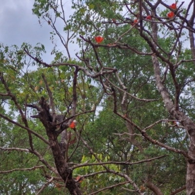 Unverified Other Shrub at Mount Bundey, NT - 27 Jul 2024 by AliClaw