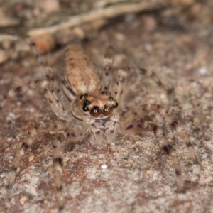 Helpis sp. (genus) at Bruce, ACT - 26 Jul 2024