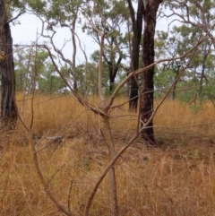 Erythrina vespertilio at Mount Surprise, QLD - 27 Jul 2024 by lbradley