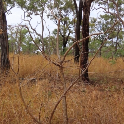 Erythrina vespertilio at Mount Surprise, QLD - 27 Jul 2024 by lbradley