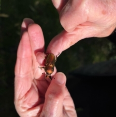 Lamprima aurata (Golden stag beetle) at Lyons, ACT - 27 Jul 2024 by mcosgrove