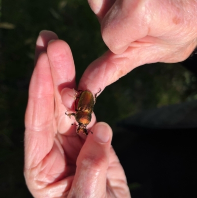 Lamprima aurata (Golden stag beetle) at Lyons, ACT - 27 Jul 2024 by mcosgrove