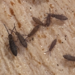 Entomobryomorpha (order) at Bruce, ACT - 26 Jul 2024