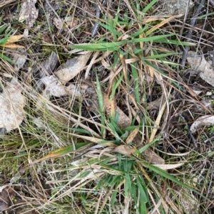 Anthoxanthum odoratum at Watson, ACT - 11 Jul 2024