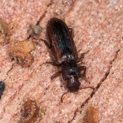 Ascetoderes vittatus (Teredid beetle) at Bruce, ACT - 26 Jul 2024 by kasiaaus