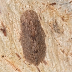 Ledromorpha planirostris (A leafhopper) at Bruce, ACT - 26 Jul 2024 by kasiaaus