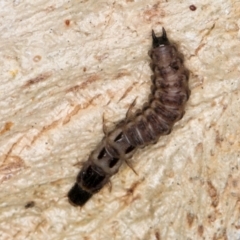 Neuroptera (order) (Unidentified lacewing) at Bruce, ACT - 26 Jul 2024 by kasiaaus